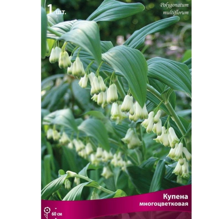 Купена multiflorum (многоцветковая)