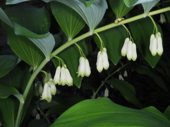 Polygonatum multiflorum