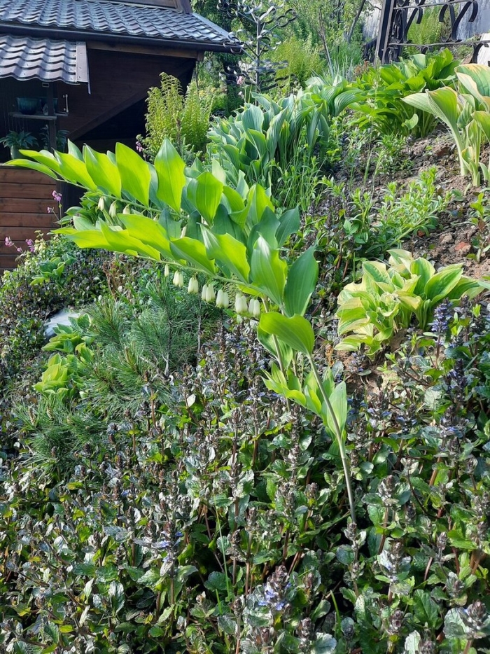 Купена растение