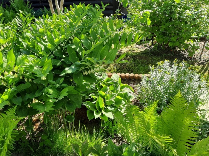 Папоротник страусник