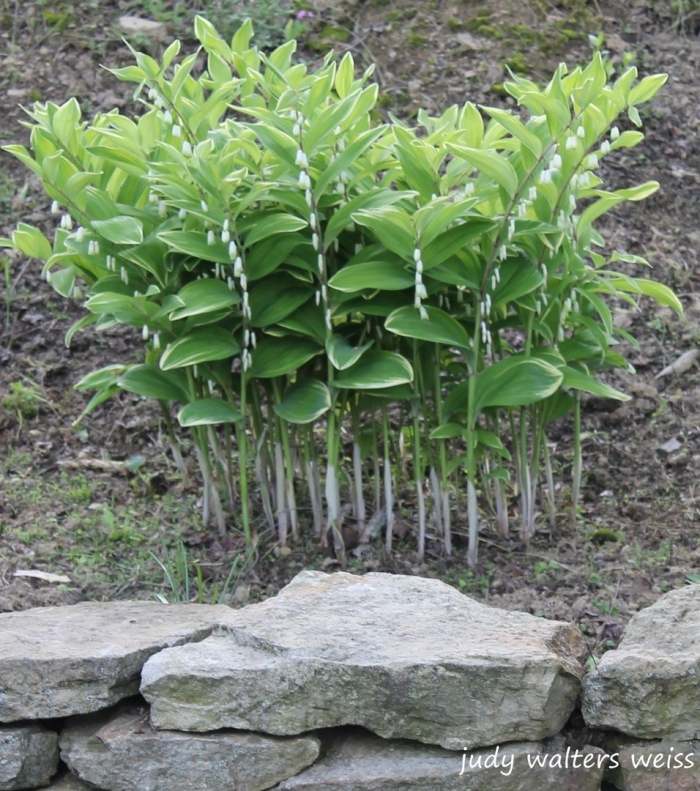 Купена мультифлорум