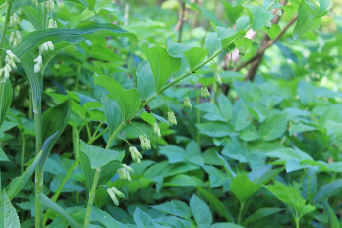 Polygonatum polyanthemum