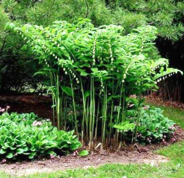 Купена в ландшафтном дизайне