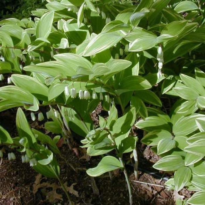 Купена серповидная вариегатум