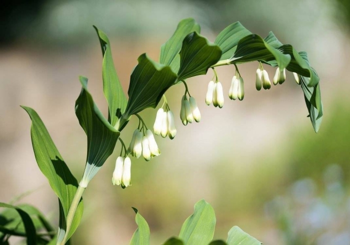 Купена (polygonatum)
