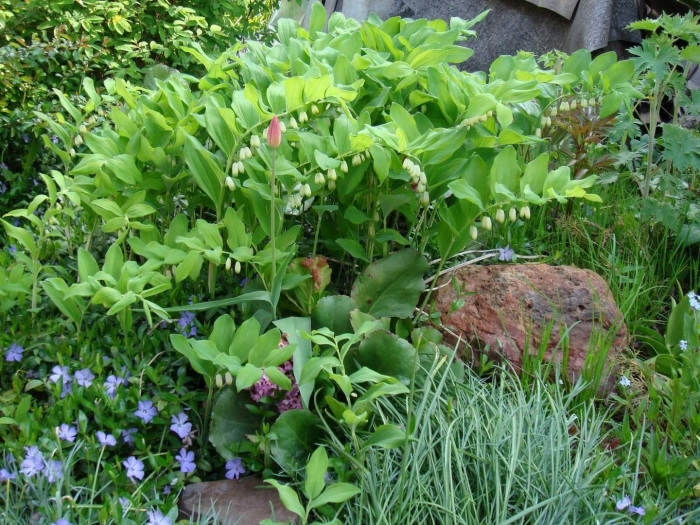 Купена садовый ландыш