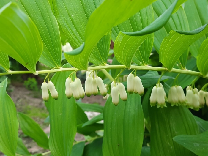 Садовый ландыш купена