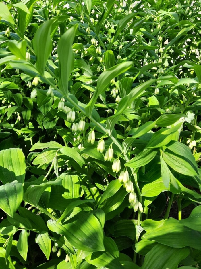 Купена polygonatum