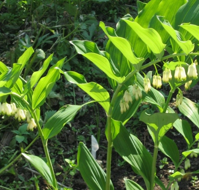 Купена душистая