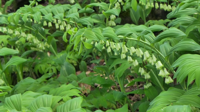 Дикий ландыш купена