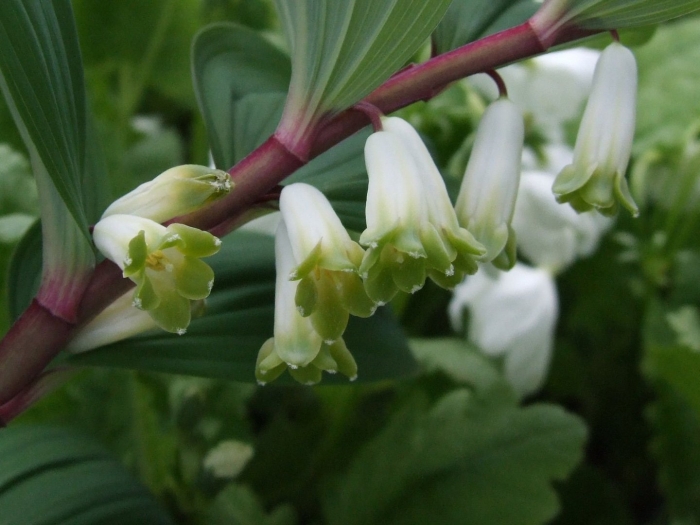 Купена polygonatum
