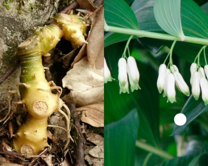 Купена садовый ландыш