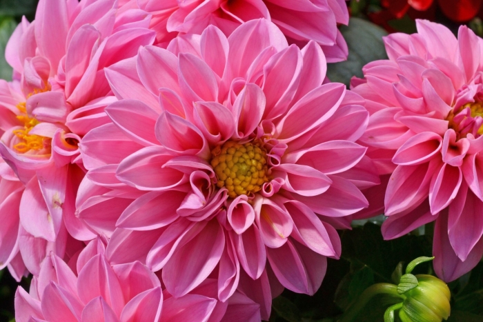 Розовые георгины