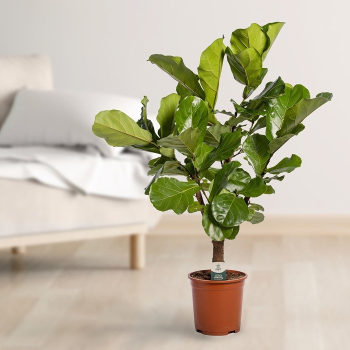 Фикус лирата бранч