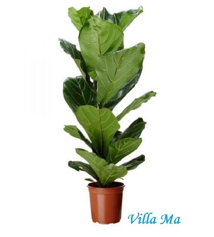 Фикус лирата в горшке