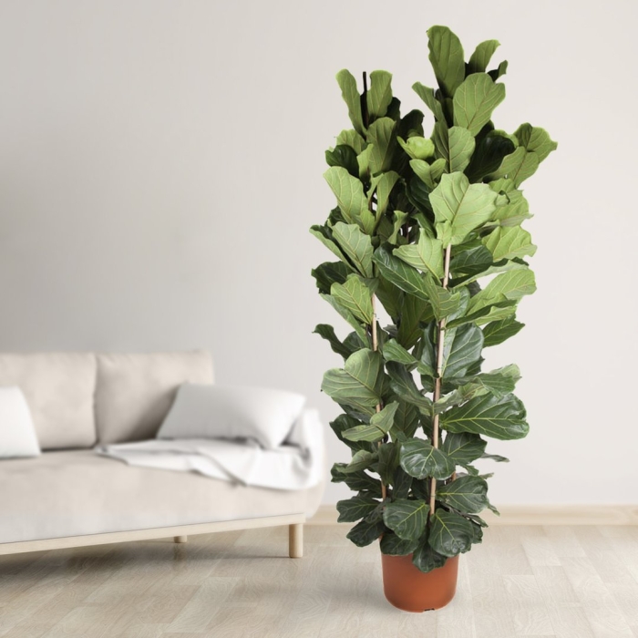 Фикус лирата 3 ствола