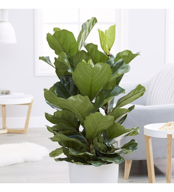 Лирата фикус