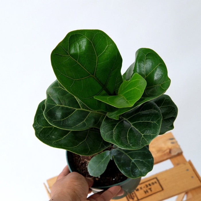 Фикус лирата бамбино