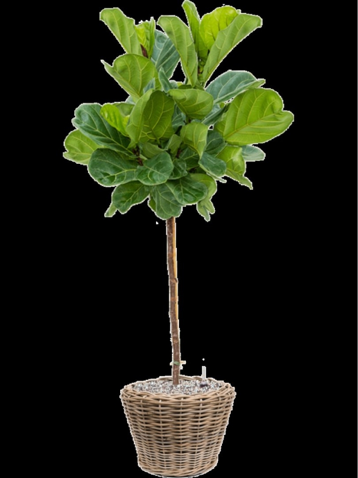 Фикус лировидный (ficus lyrata)