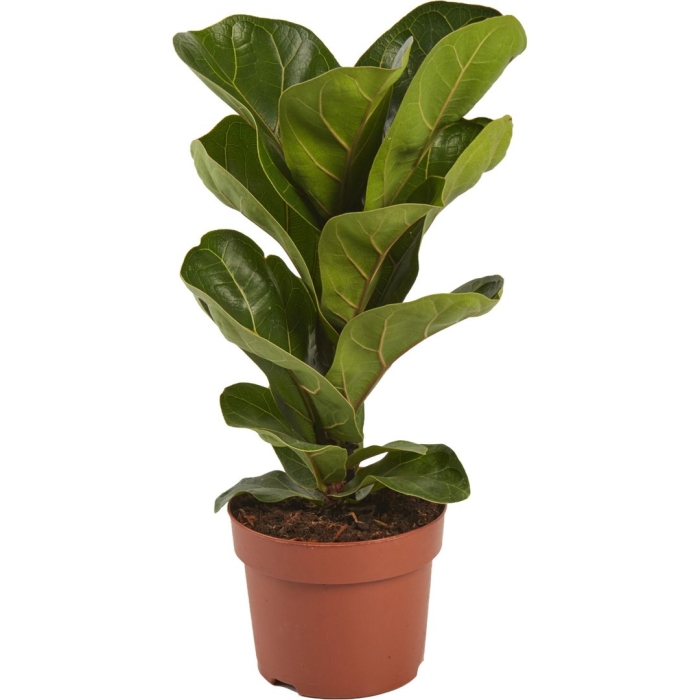 Лирата бамбино