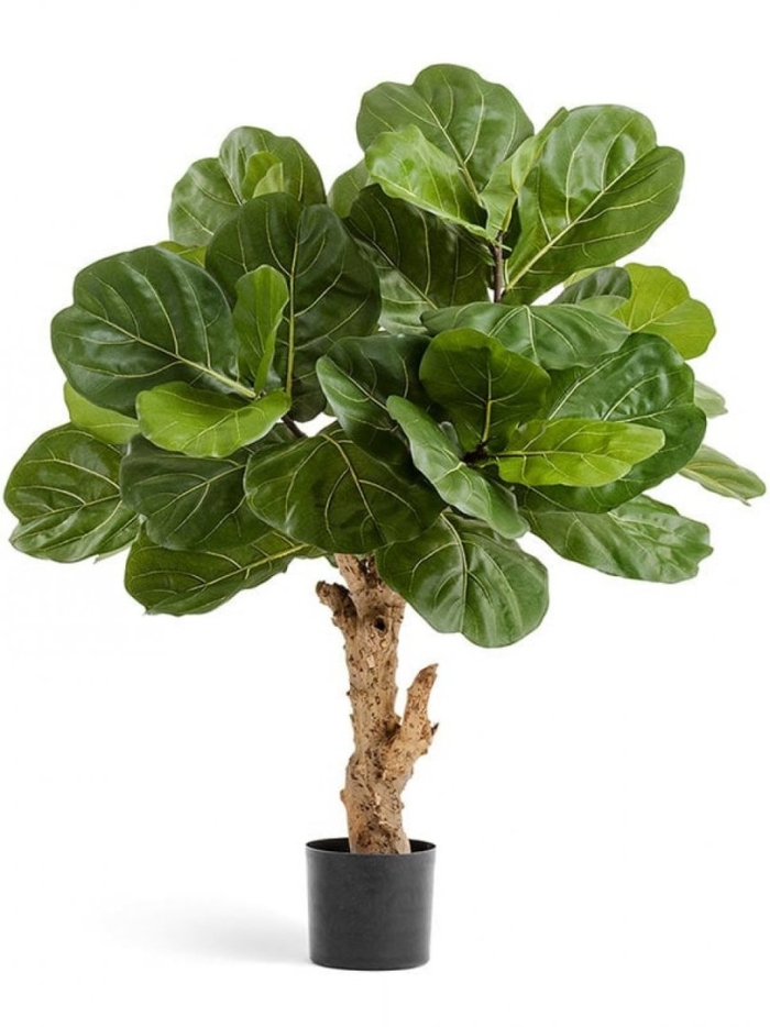 Фикус лировидный лирата