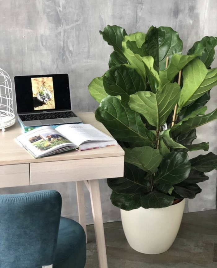 Фикус лирата бамбино