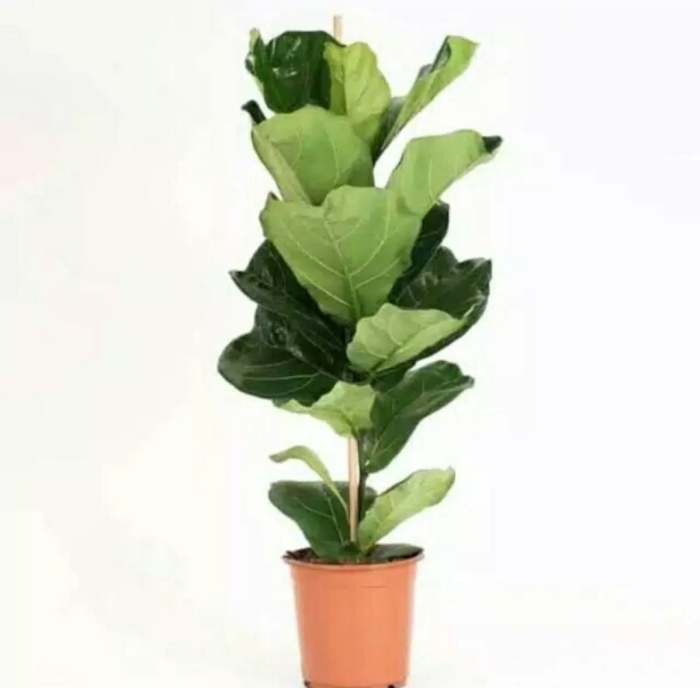 Фикус лирата бамбино