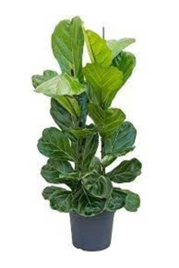 Лирата бамбино фикус