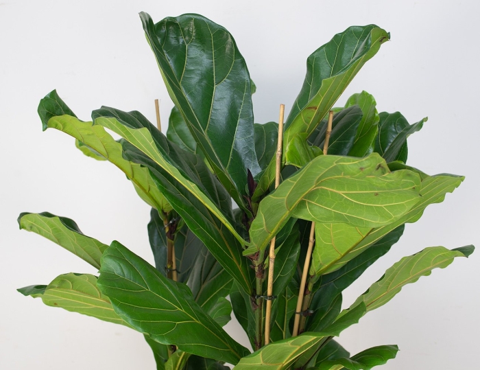 Лирата фикус