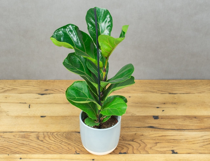 Фикус лирата бамбино леруа мерлен