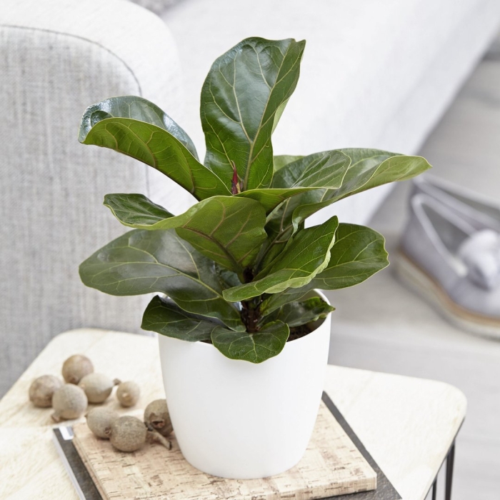 Лирата бамбино фикус