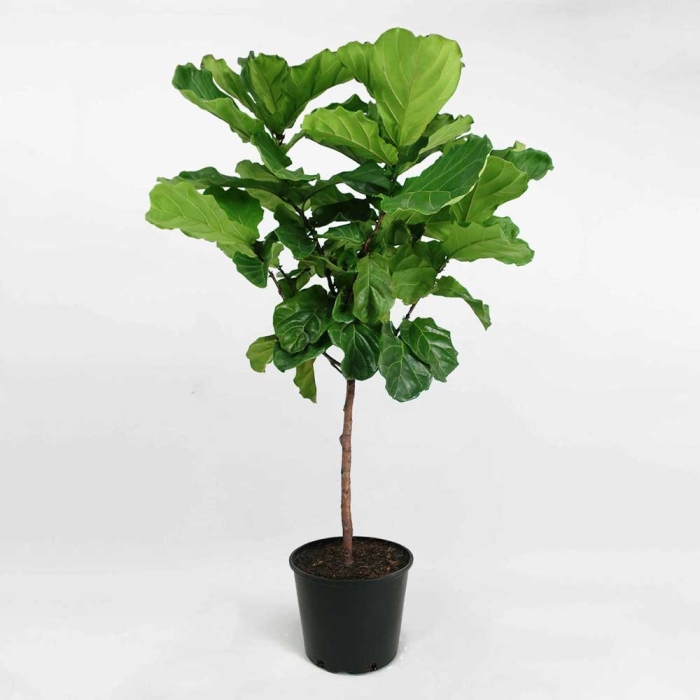 Фикус лирата