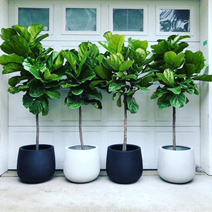 Лирата фикус