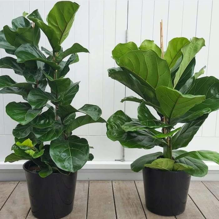 Лирата фикус