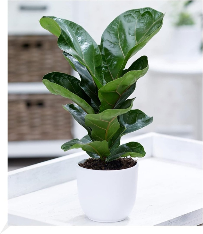 Фикус лирата bambino