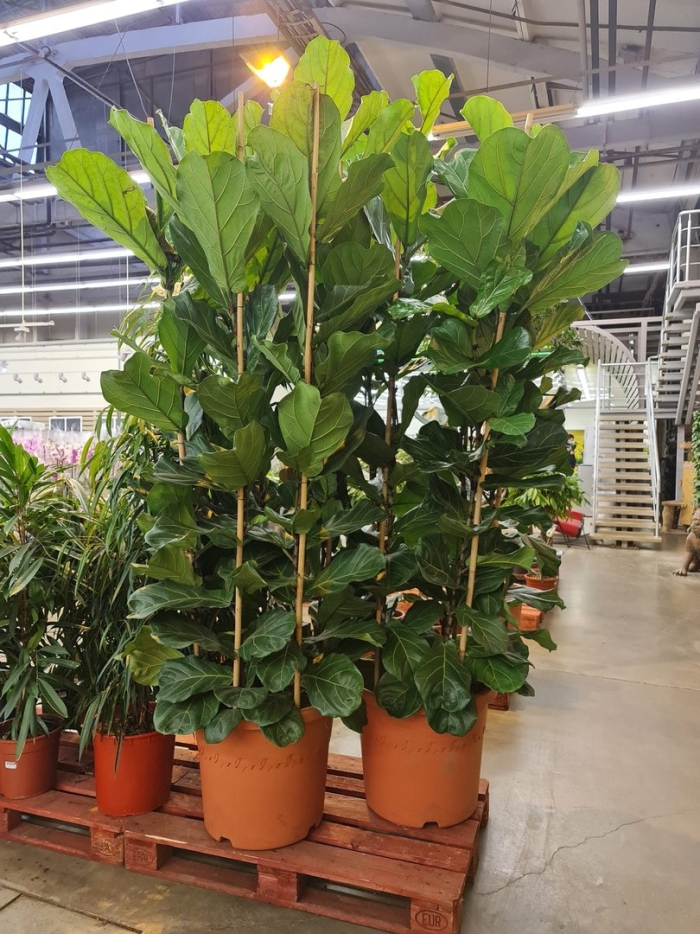 Лирата бамбино фикус