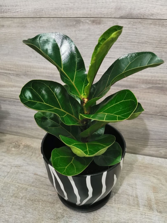 Фикус лирато бамбино