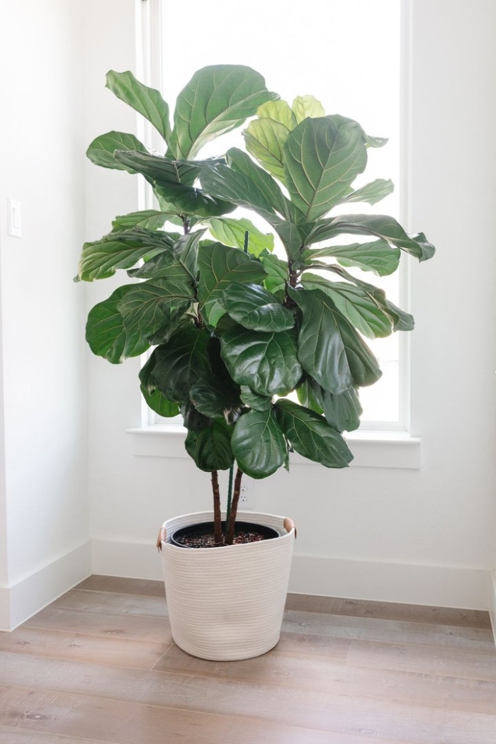 Fiddle leaf fig