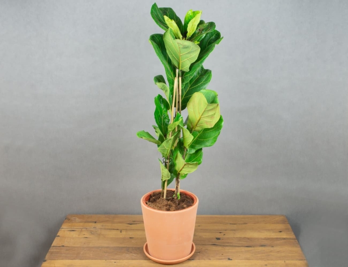 Фикус лировидный колумнарис