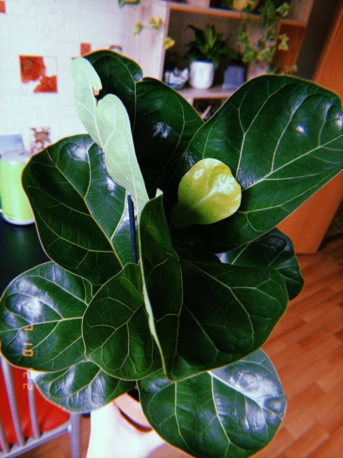 Фикус лирата bambino