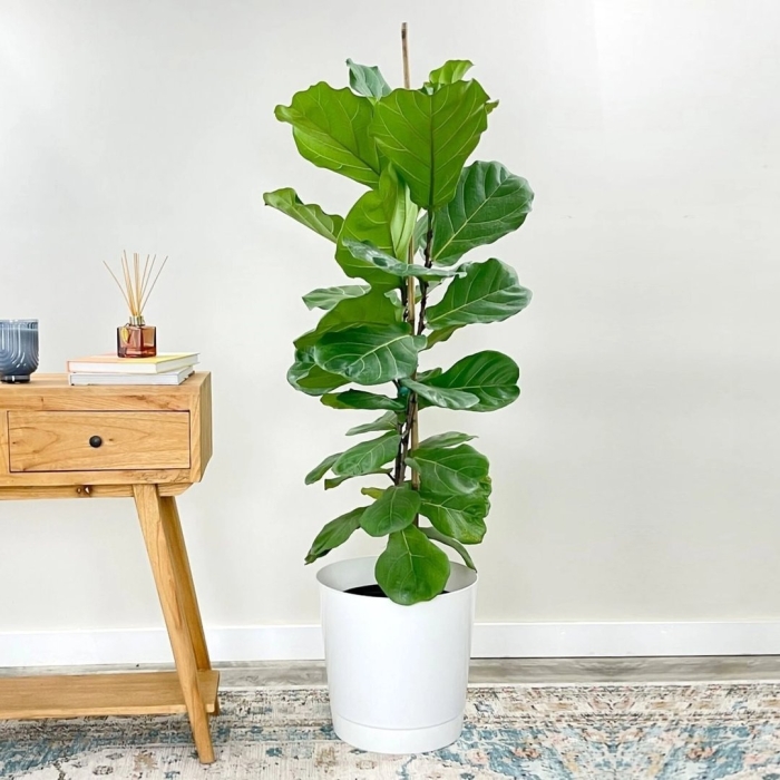 Фикус лирата бамбино