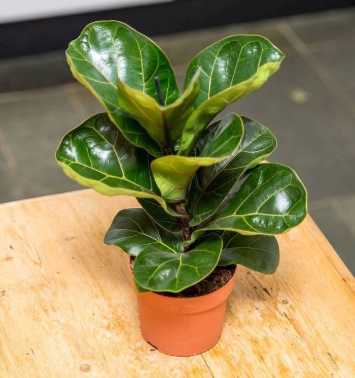 Лирата фикус