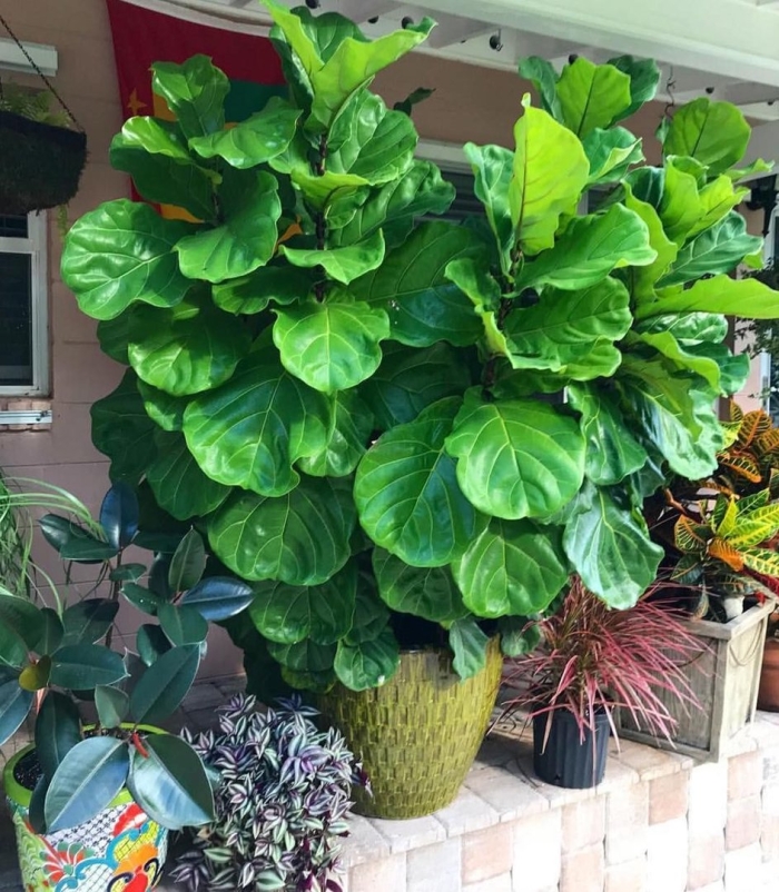 Фикус лирата бамбино