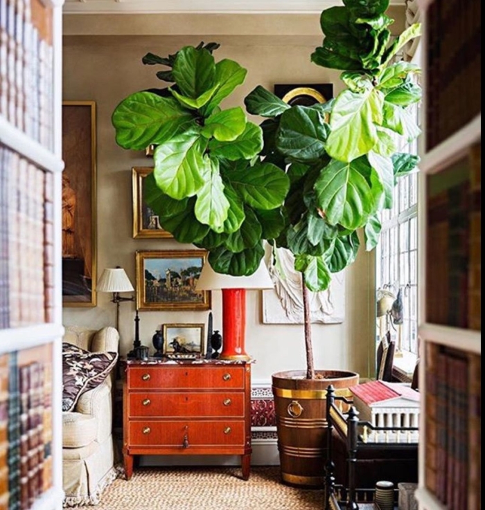 Фикус лирата