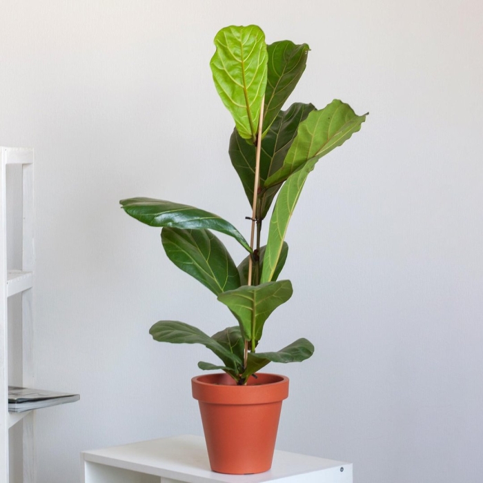 Фикус лировидный бамбино