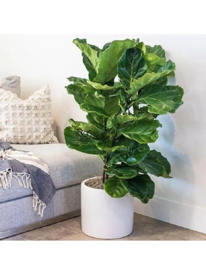 Фикус лирата большой