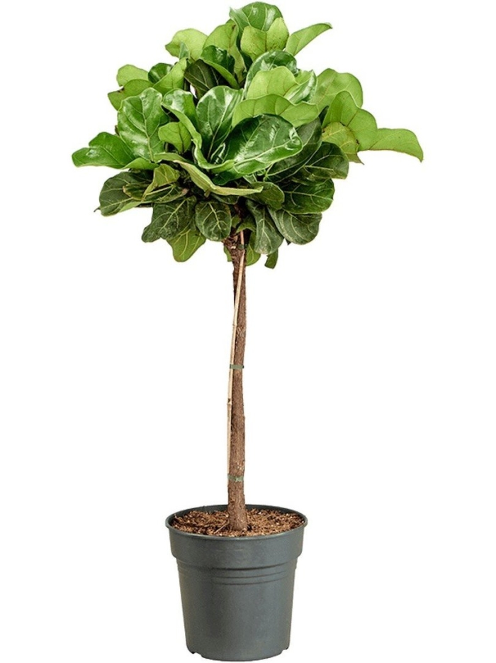 Фикус лирата treez