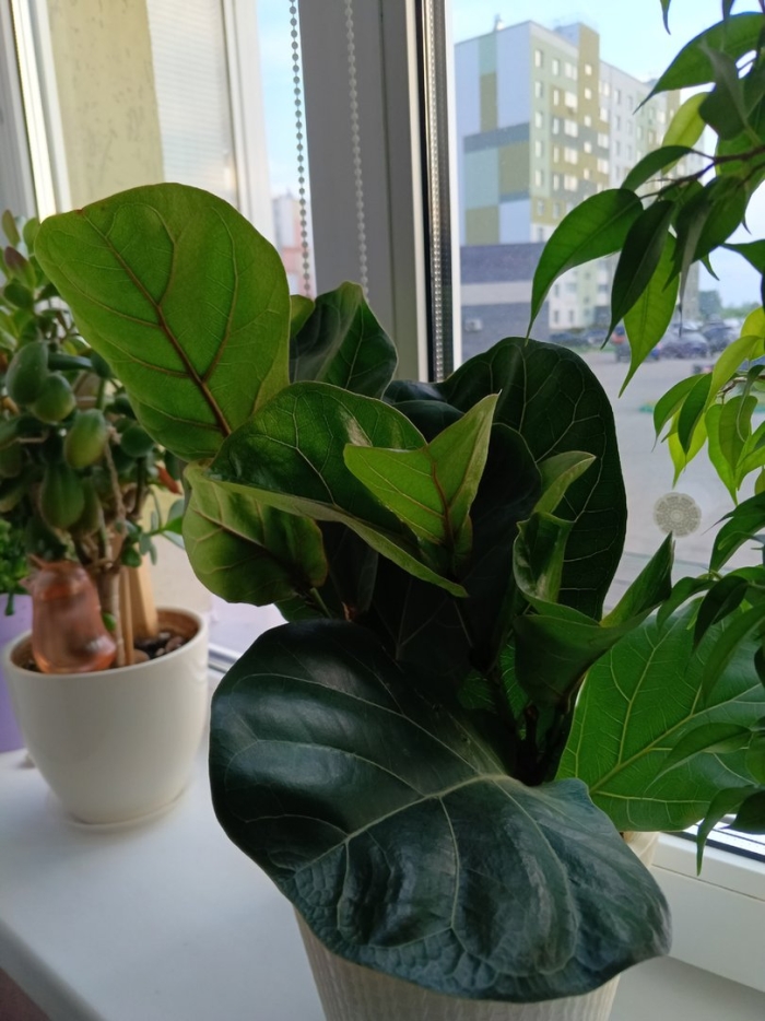 Фикус лирата