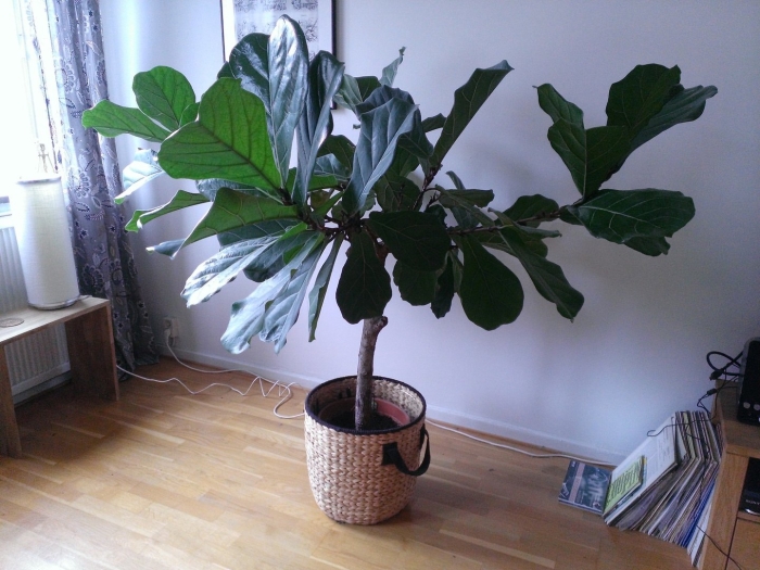 Фикус лировидный каучуконосный