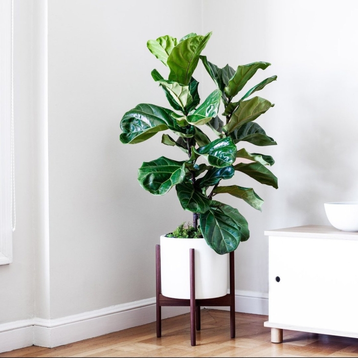 Фикус лирата в интерьере